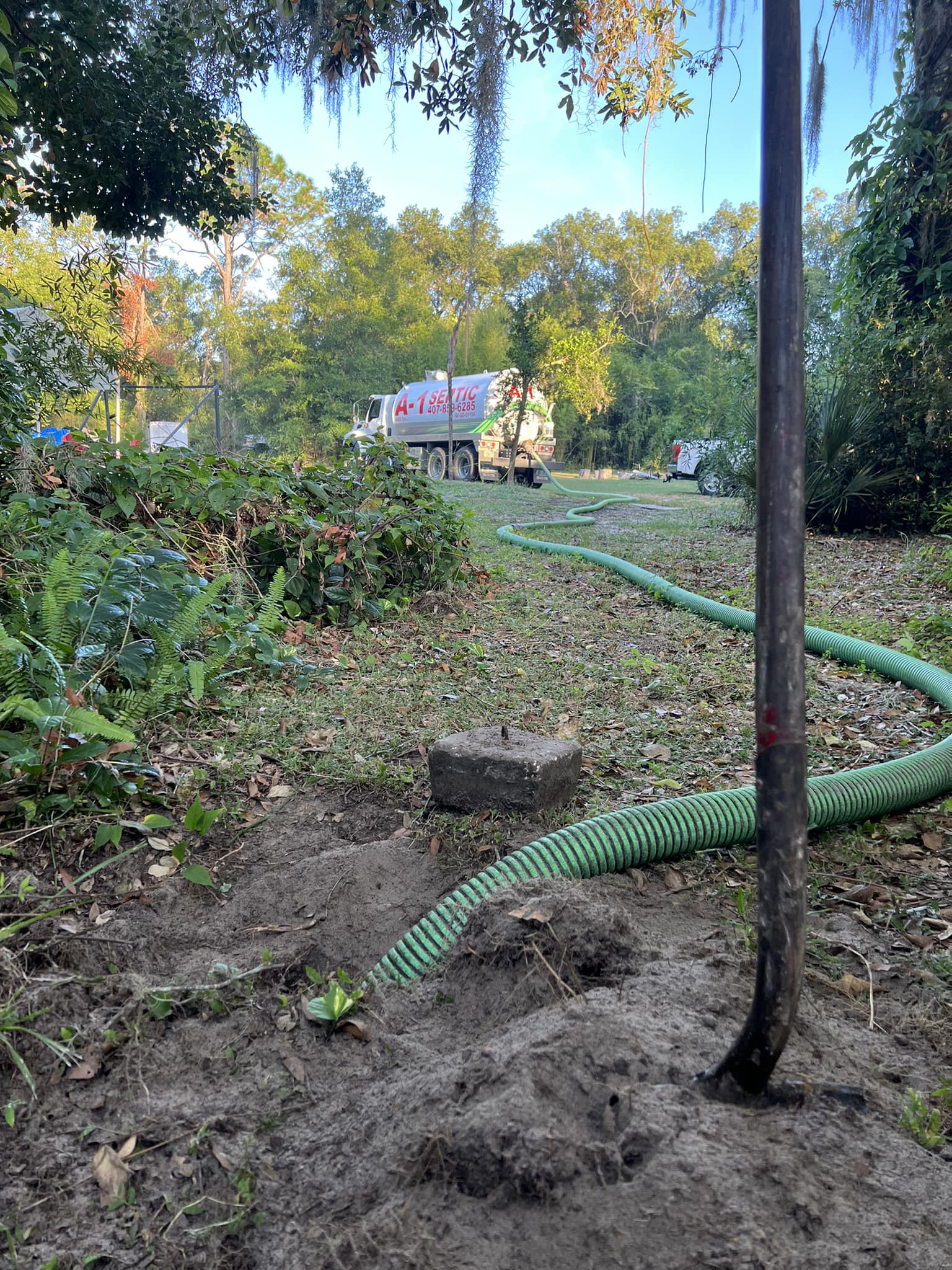 How Tree Roots Cause Septic Odors and System Damage